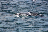 Manta rays are spotted too